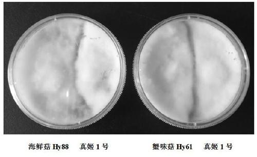 Hypsizygus marmoreus strain and breeding method thereof