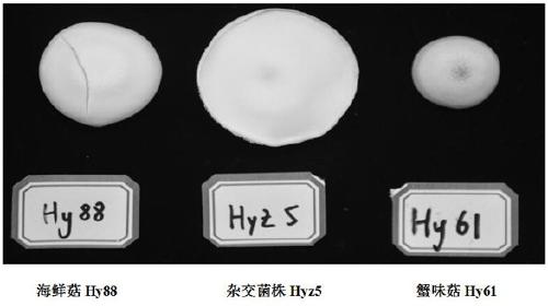 Hypsizygus marmoreus strain and breeding method thereof