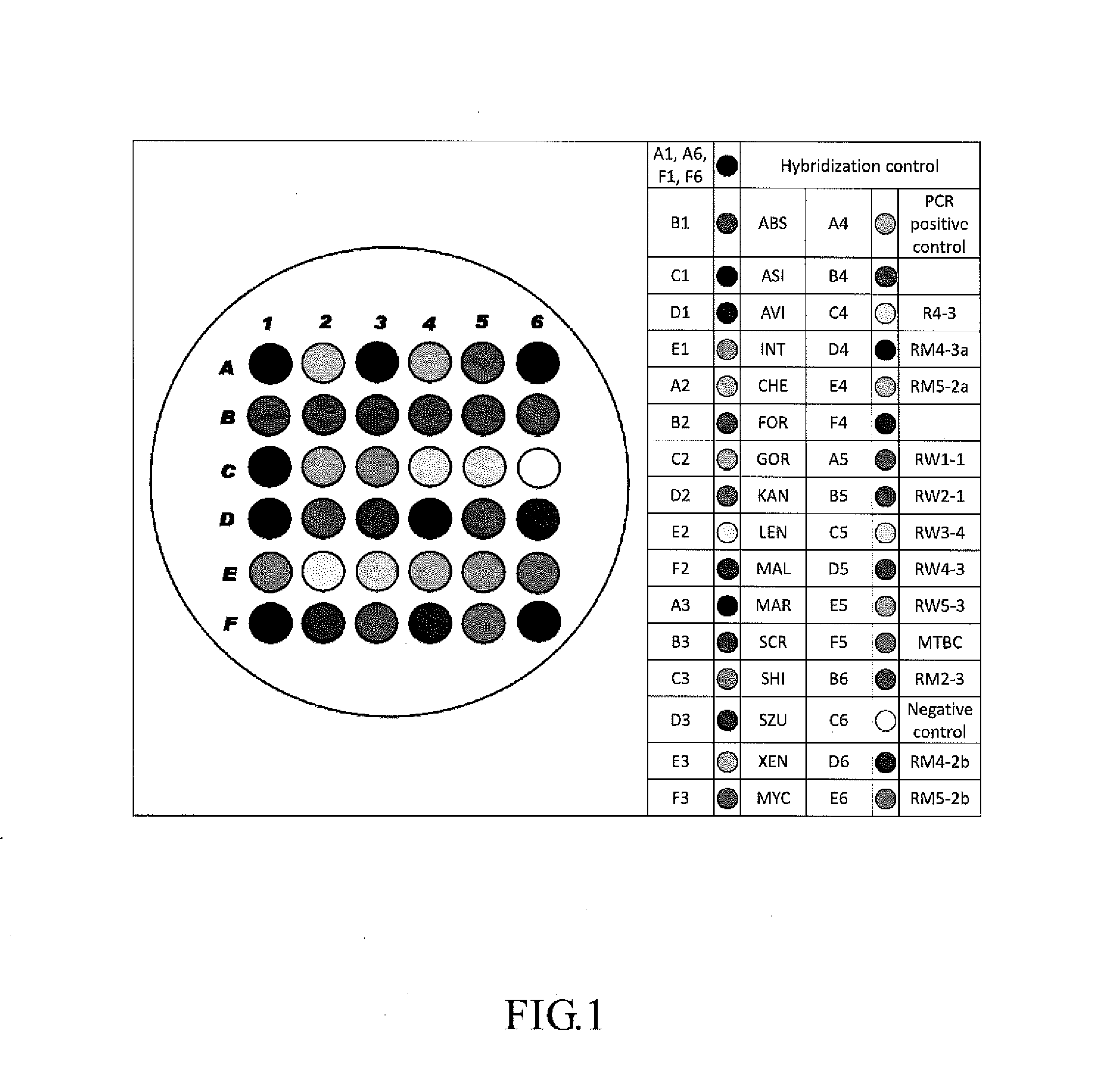 Probe, chip, kit and method for detection of mycobacterium tuberculosis, non-tuberculous mycobacteria and drug resistant of mycobacterium tuberculosis