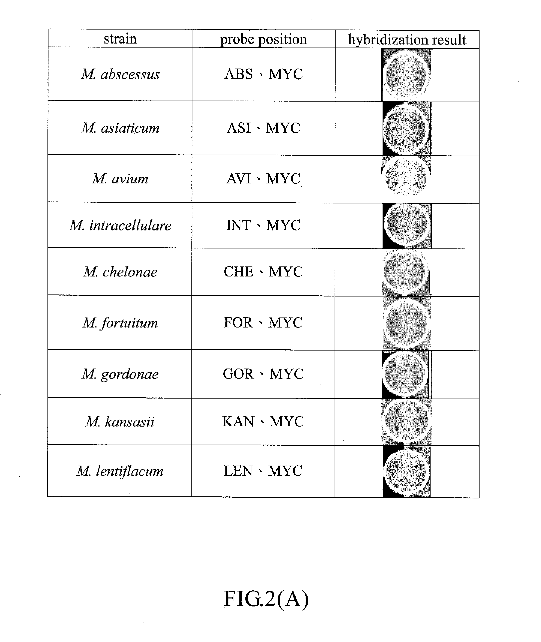 Probe, chip, kit and method for detection of mycobacterium tuberculosis, non-tuberculous mycobacteria and drug resistant of mycobacterium tuberculosis