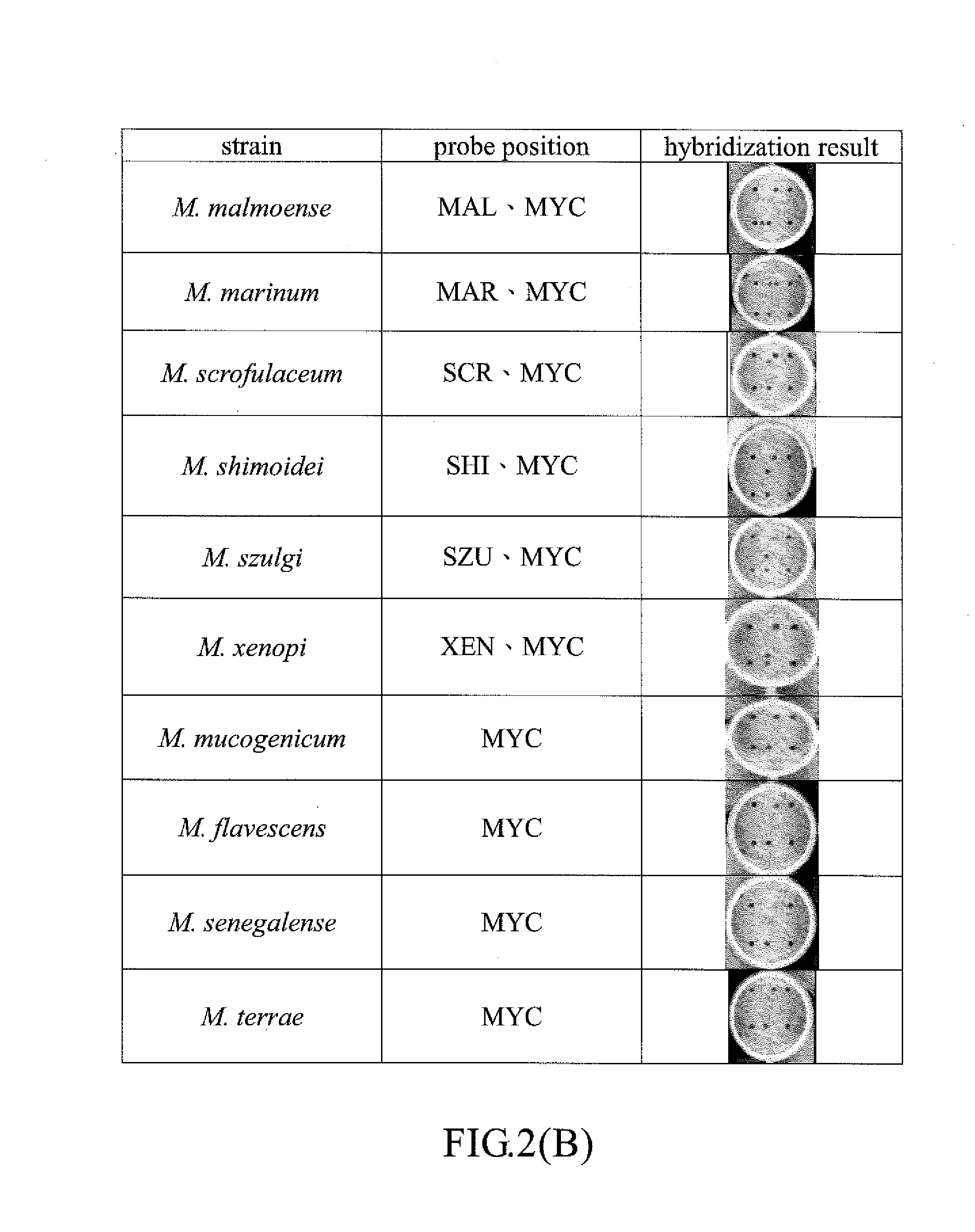 Probe, chip, kit and method for detection of mycobacterium tuberculosis, non-tuberculous mycobacteria and drug resistant of mycobacterium tuberculosis