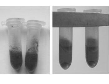 High-throughput extraction method for sugarcane leaf genome by using ball mill