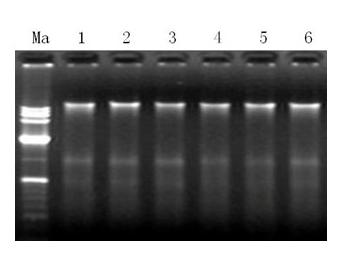 High-throughput extraction method for sugarcane leaf genome by using ball mill