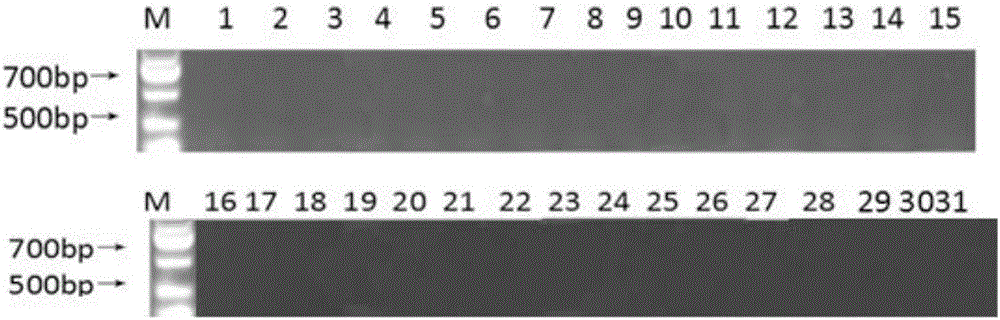 Method for rapidly distinguishing columnar apple seedlings by using DNA molecular marker