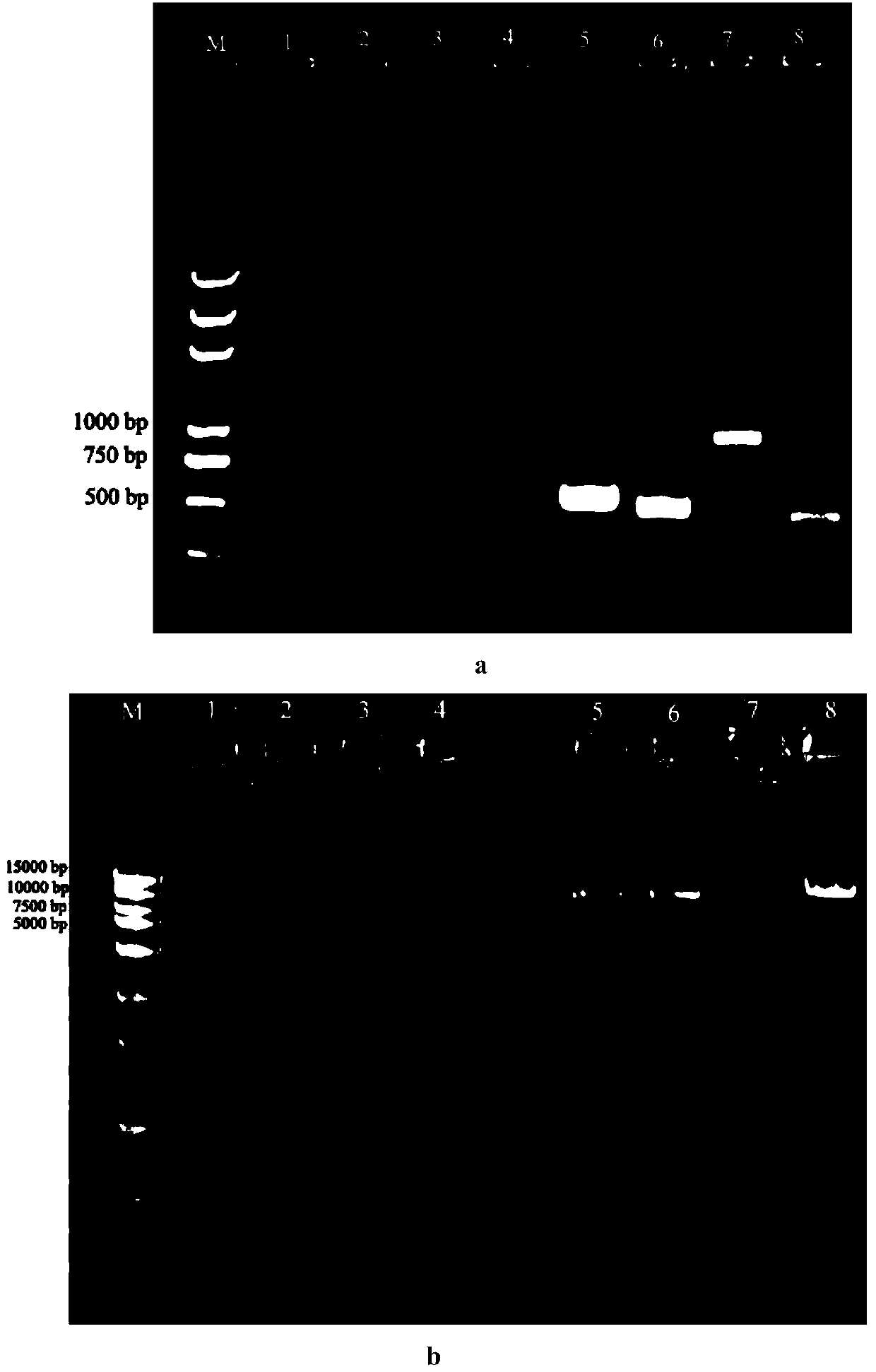 Monascus strain and application thereof in preparing functional monascus