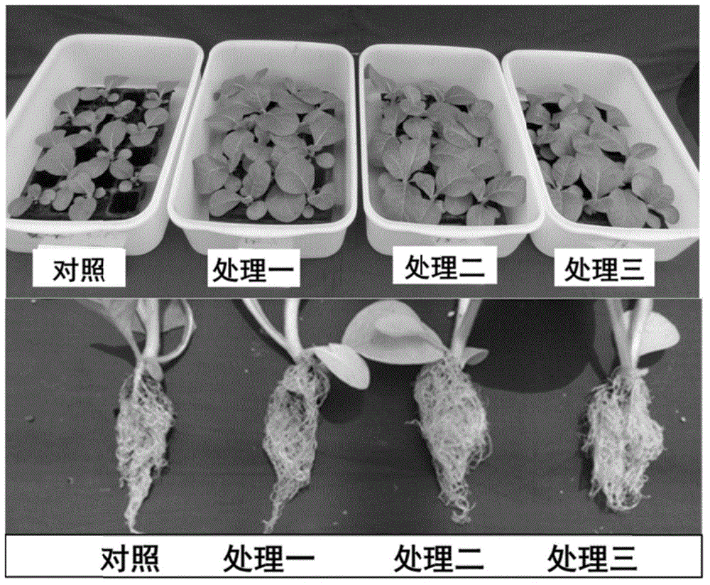 Organic tobacco seedling culturing method