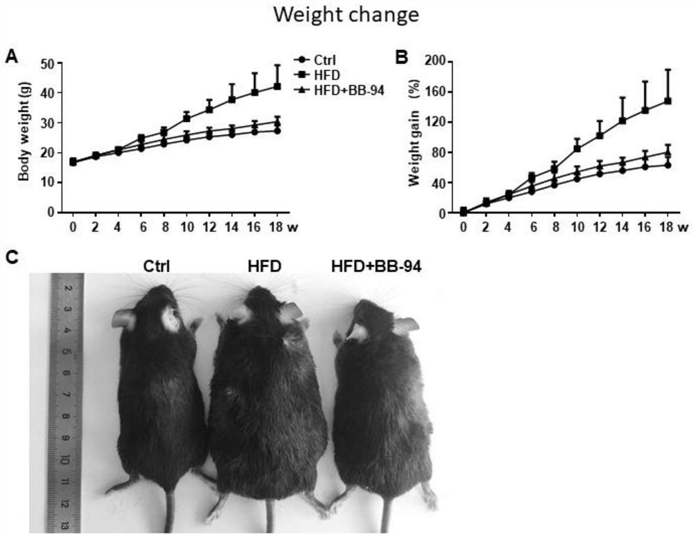 Application of Baatimatat to preparation of medicine for preventing and treating obesity and secondary bone loss