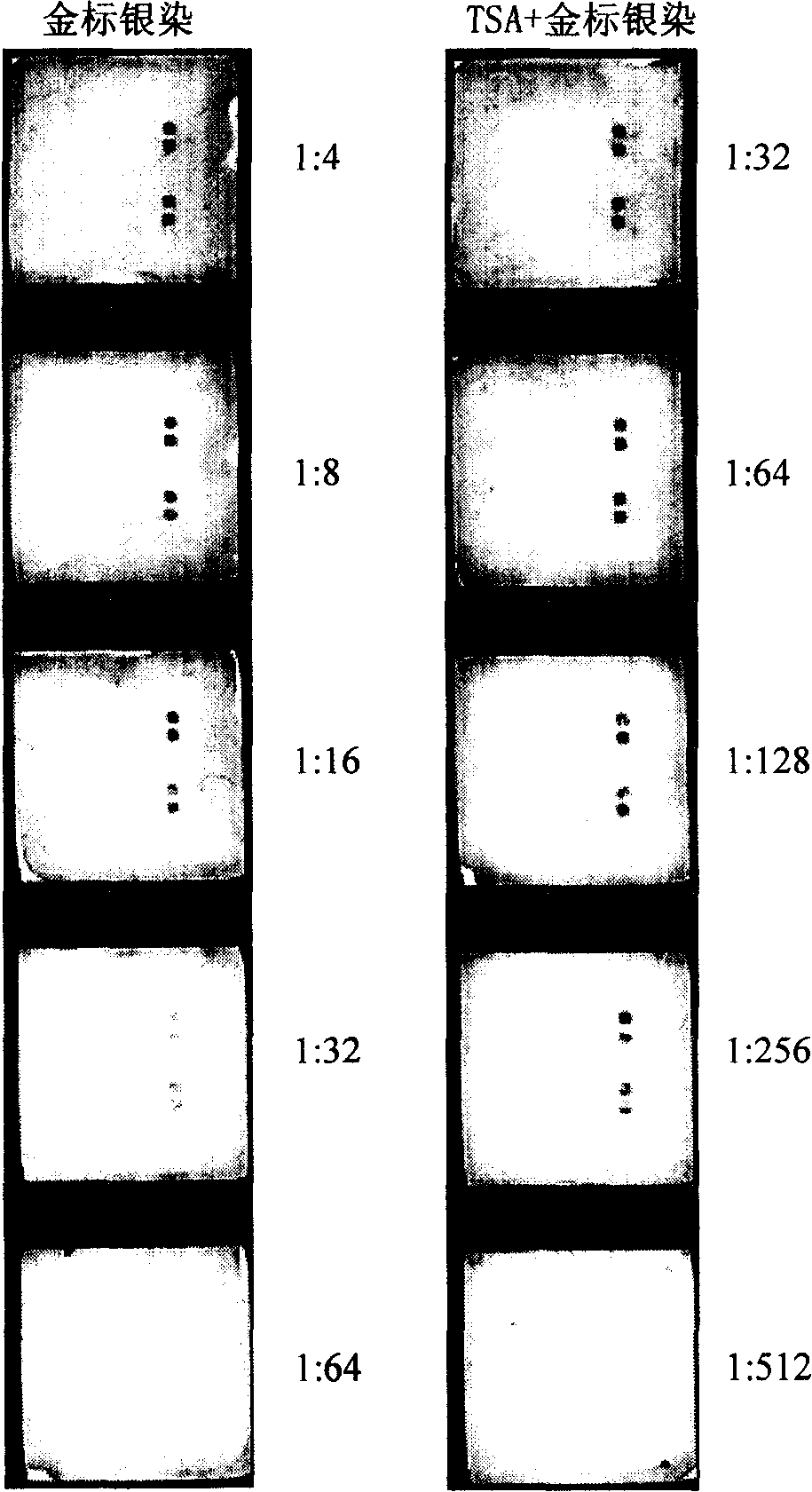 TSA- nano-gold making silver-staining testing method of gene chip