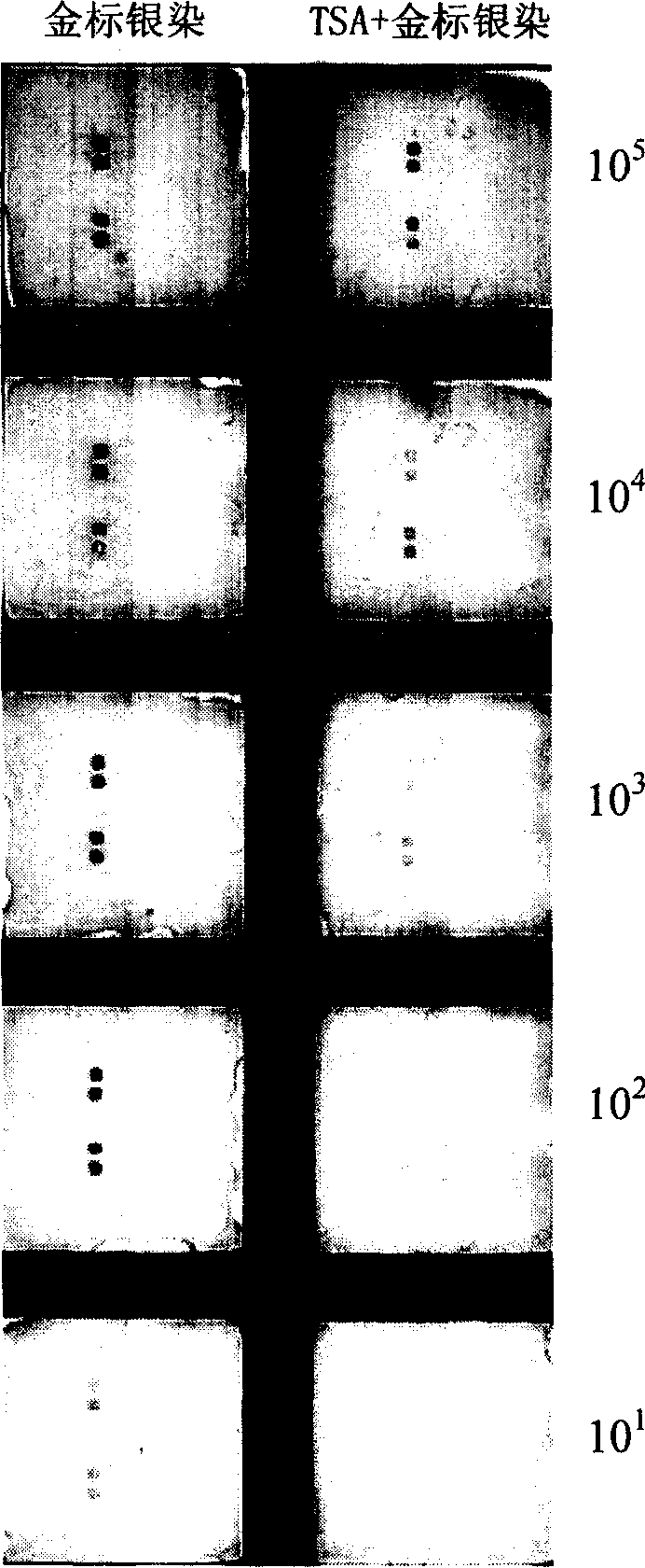 TSA- nano-gold making silver-staining testing method of gene chip