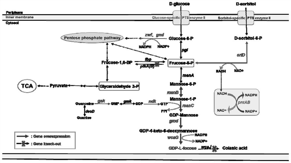 Recombinant escherichia coli and construction method and application thereof