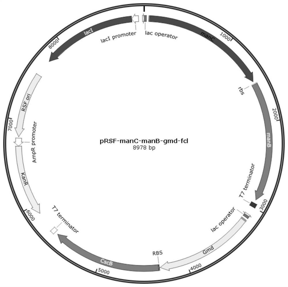 Recombinant escherichia coli and construction method and application thereof