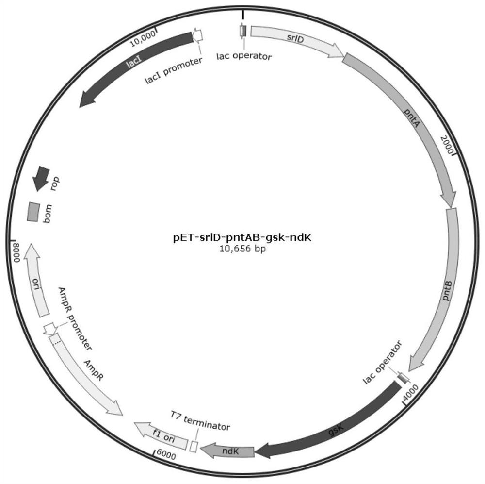 Recombinant escherichia coli and construction method and application thereof