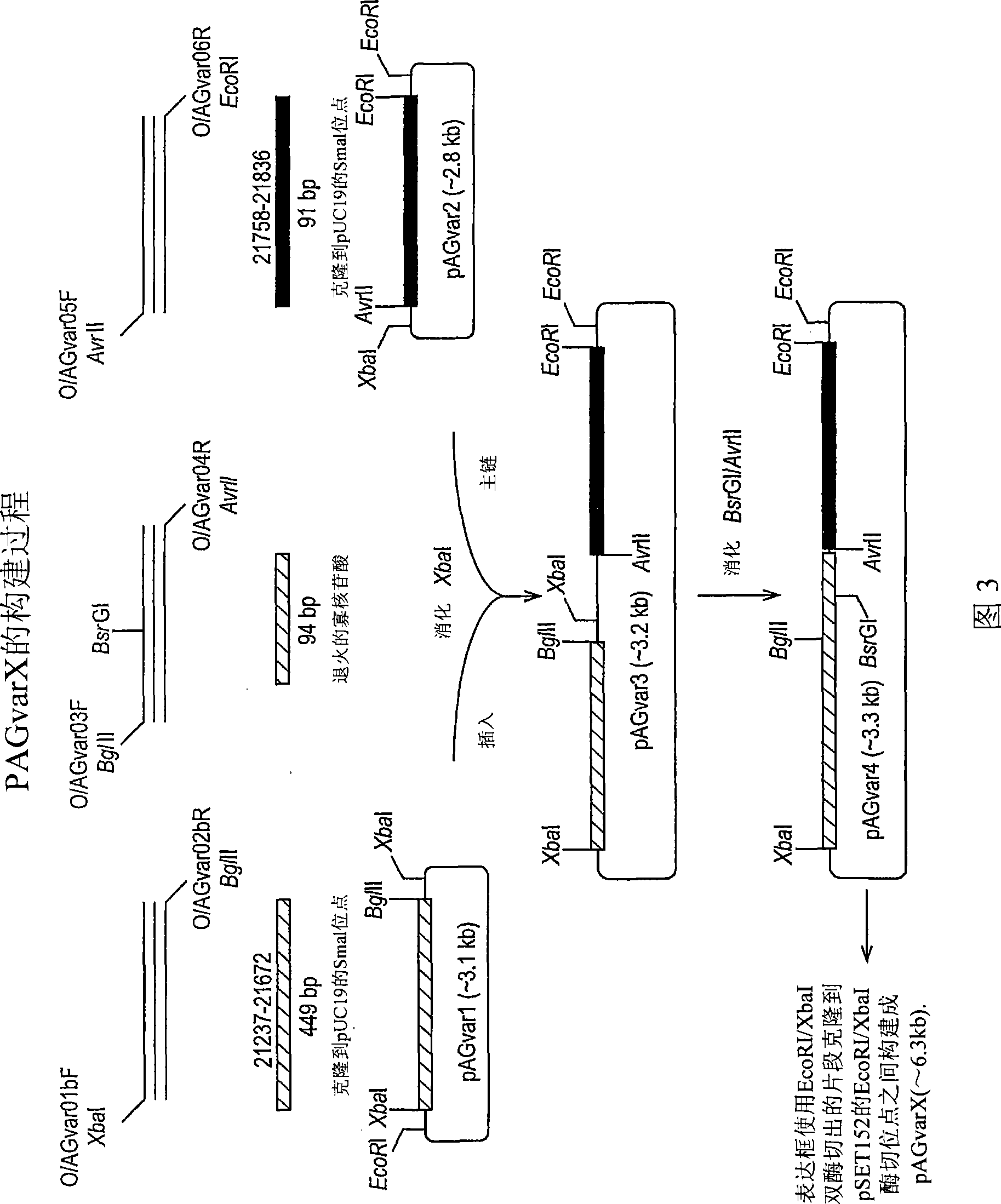 Lantibiotic biosynthetic gene clusters from a. garbadinensis and a. liguriae