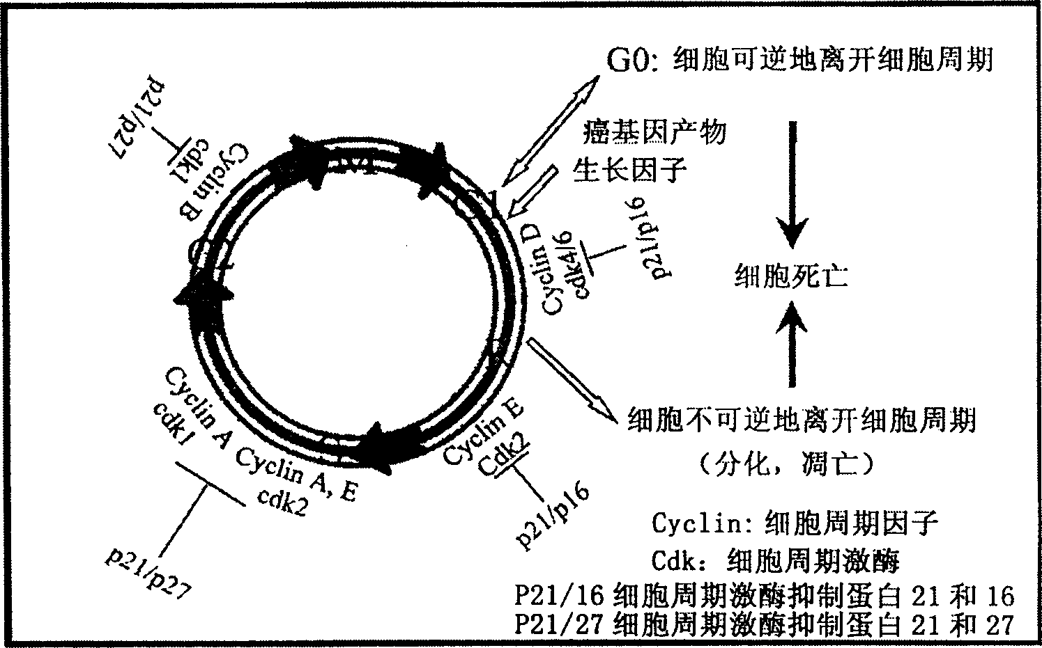 Specific indole compound and its preparation and use in treating and preventing cancers