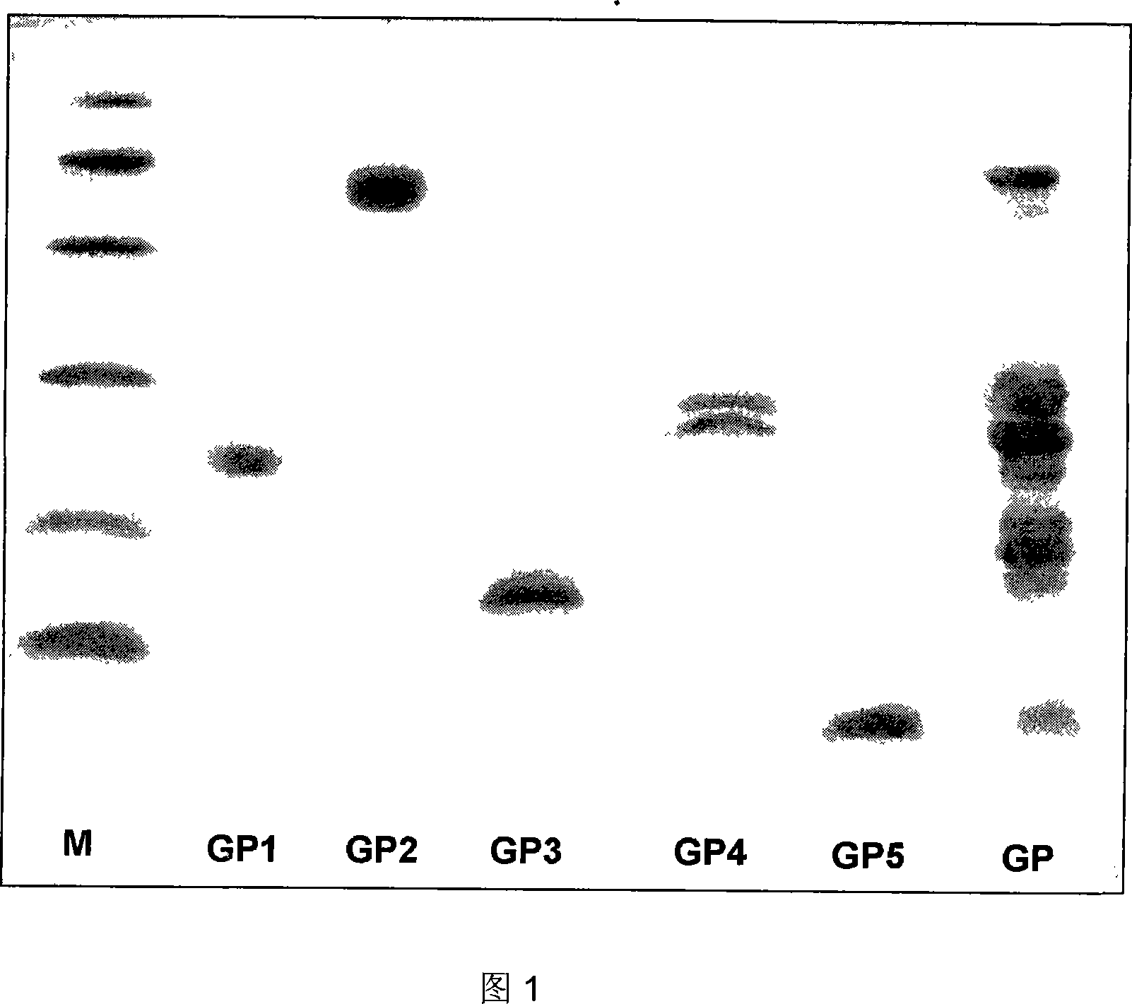 Preparation method for separating and purifying water-soluble protein of ginseng