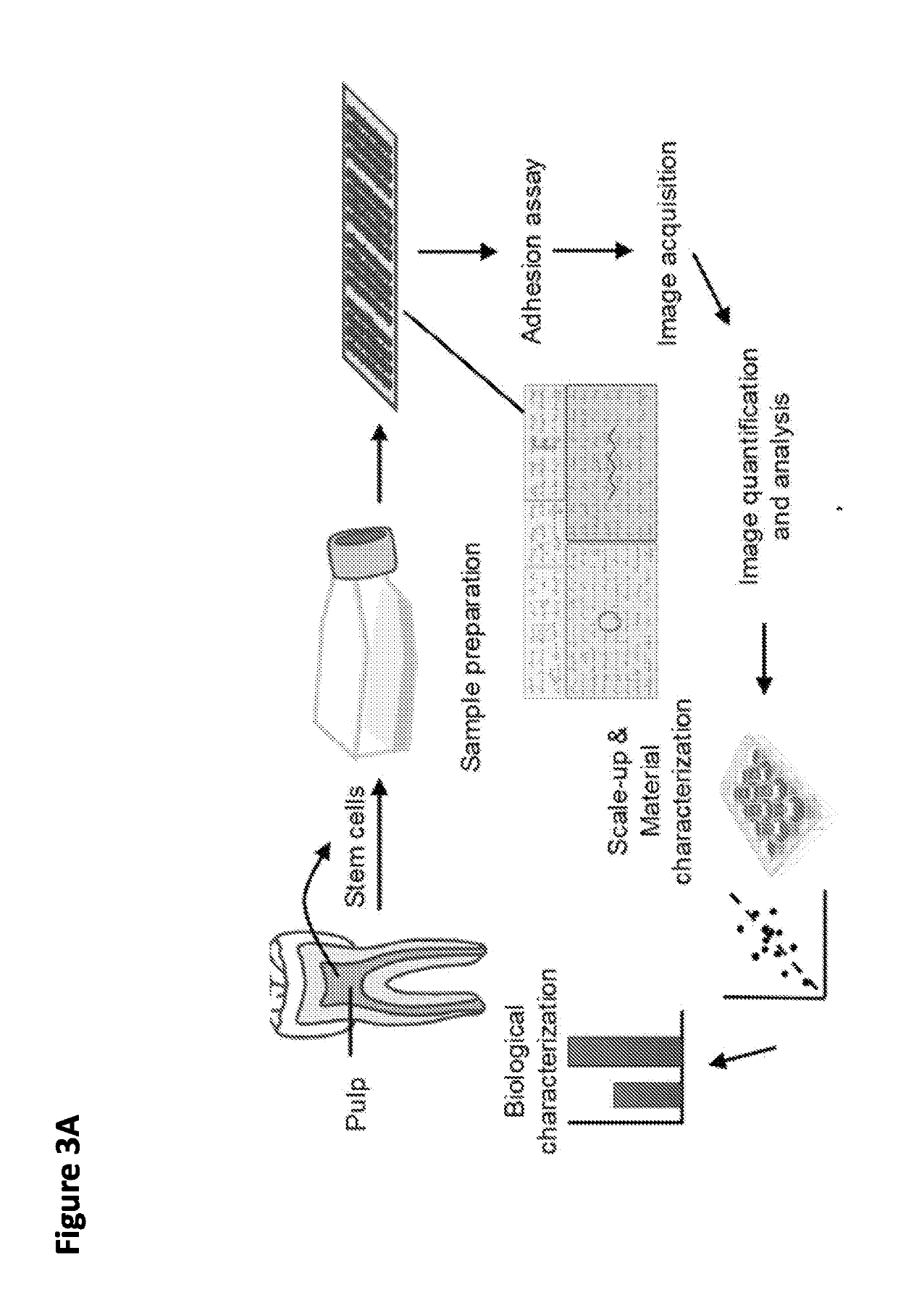 Methods and compositions for dental tissue repair and/or regeneration