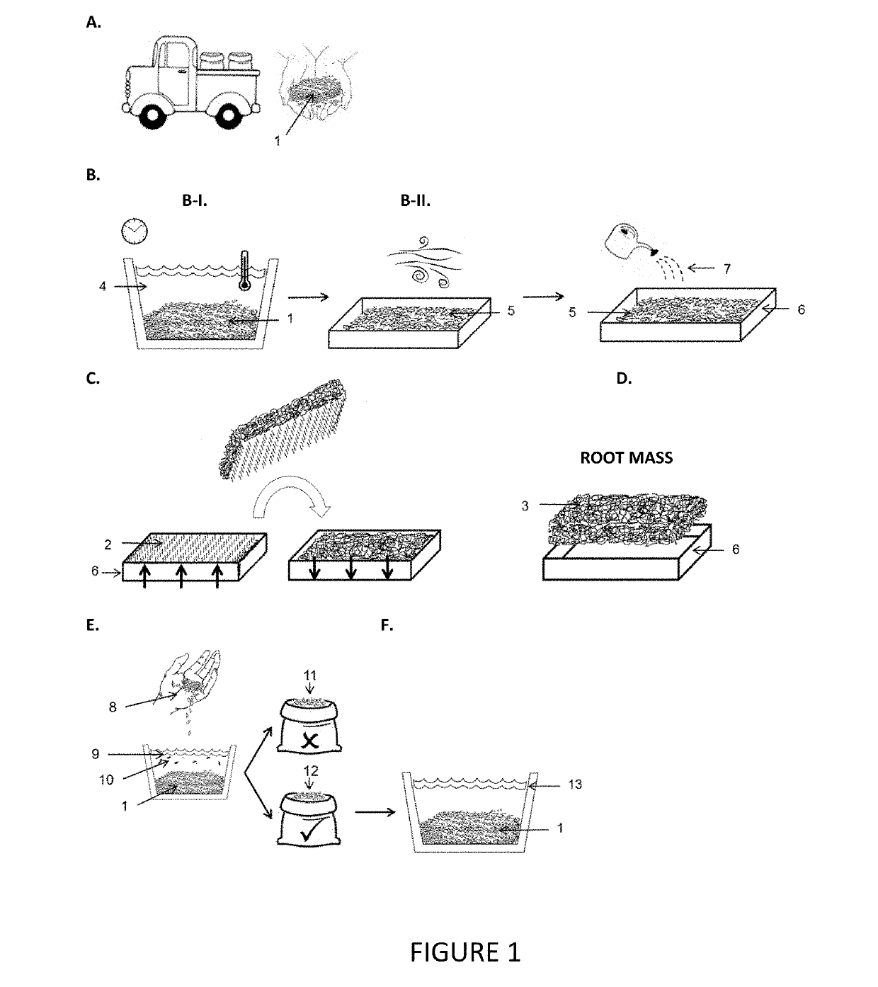 Method for obtaining root mass from vegetable seeds and root mass obtained thereof