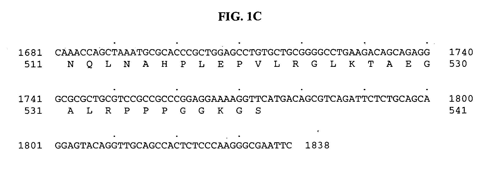 Polynucleotides encoding a novel testis-specific tubulin tyrosine-ligase-like protein, BGS42