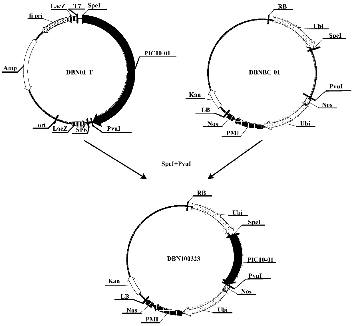 Insecticidal protein, and encoding gene and use thereof