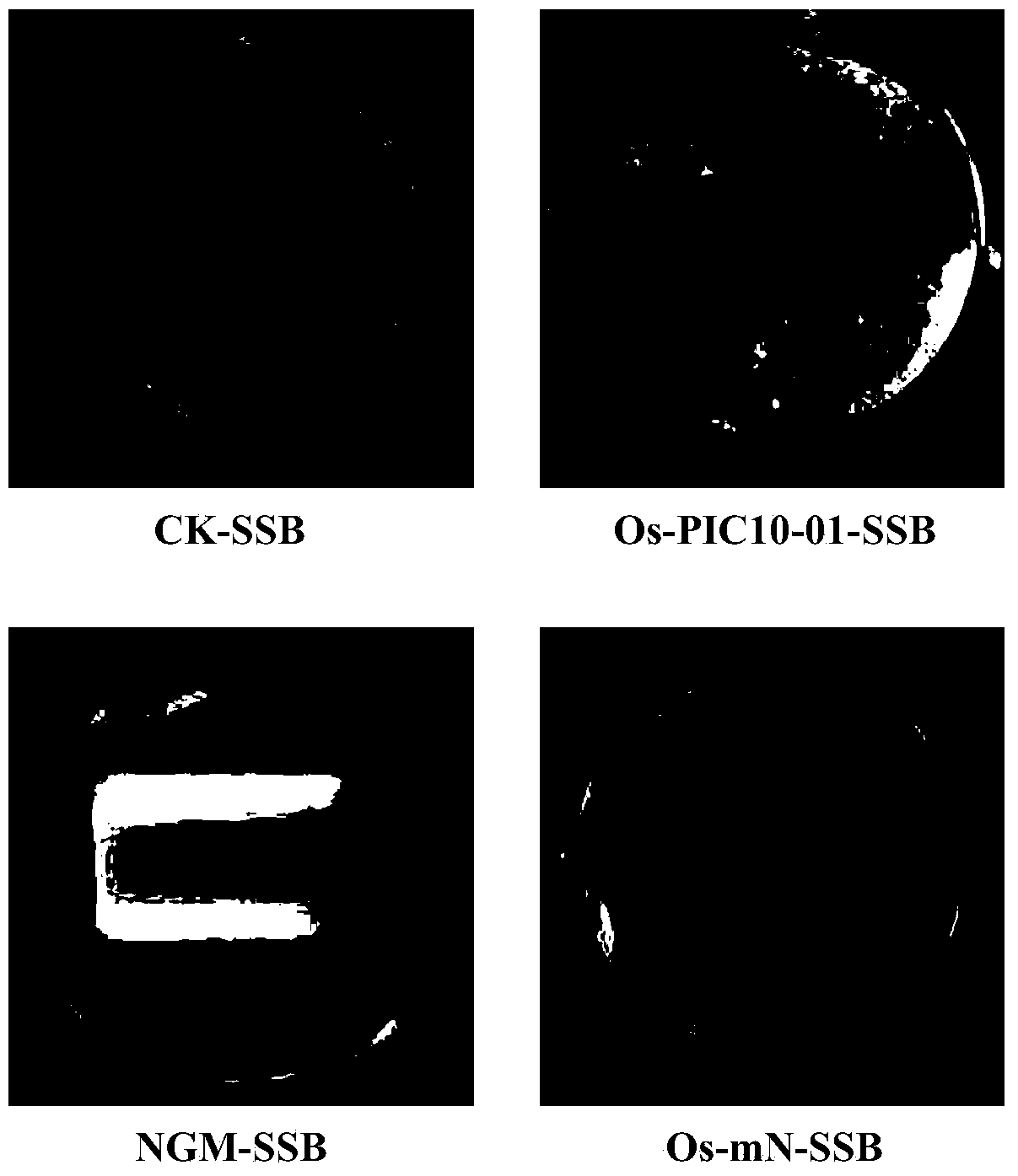 Insecticidal protein, and encoding gene and use thereof