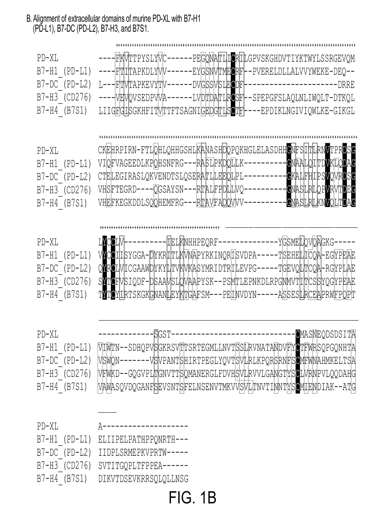 Novel VISTA-Ig constructs and the use of VISTA-Ig for Treatment of Autoimmune, Allergic and Inflammatory Disorders