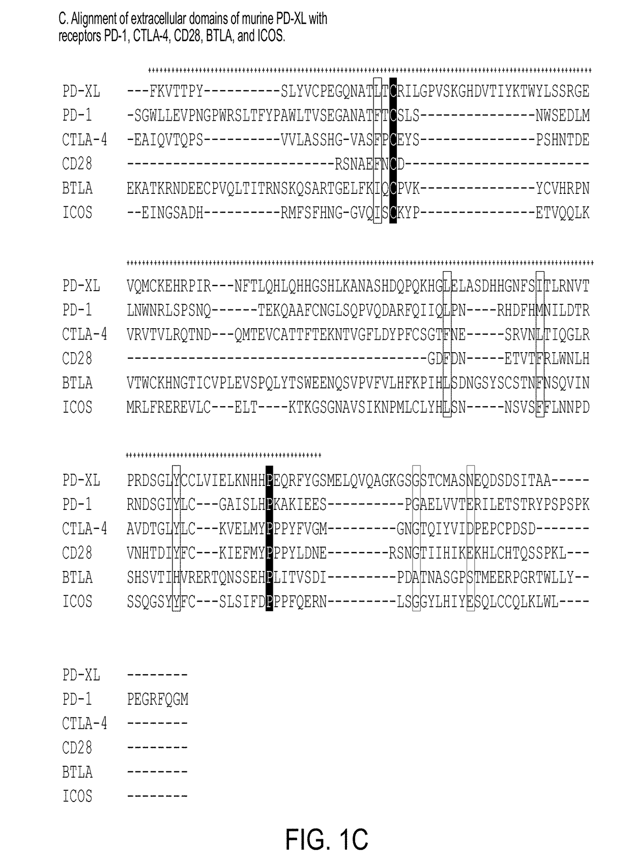 Novel VISTA-Ig constructs and the use of VISTA-Ig for Treatment of Autoimmune, Allergic and Inflammatory Disorders