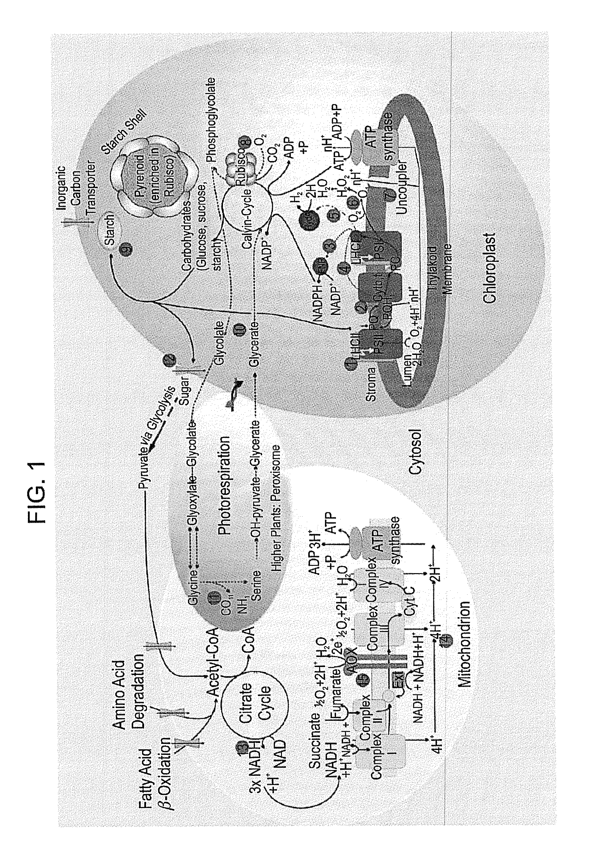 Photocatalytic hydrogen production and polypeptides capable of same