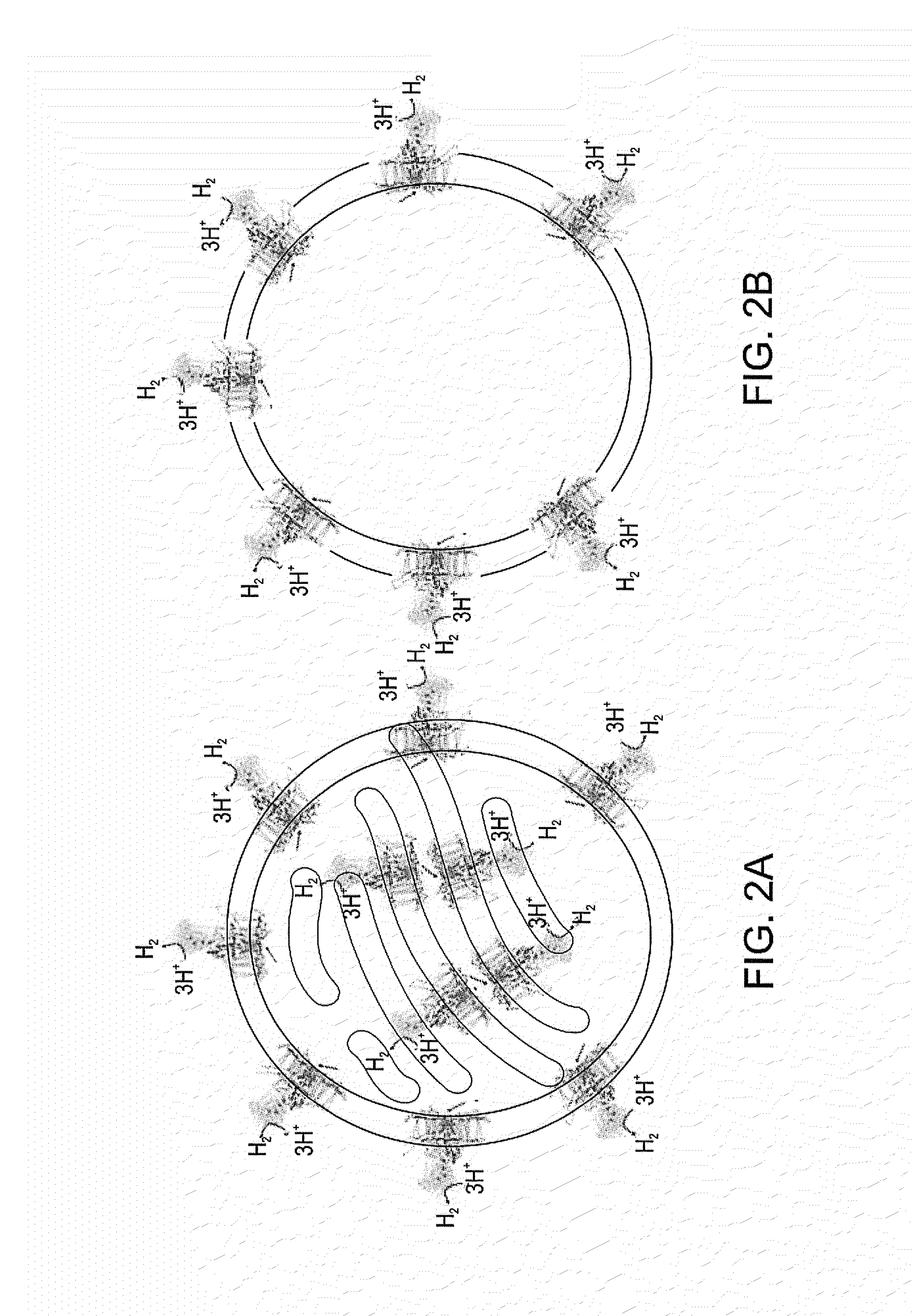 Photocatalytic hydrogen production and polypeptides capable of same