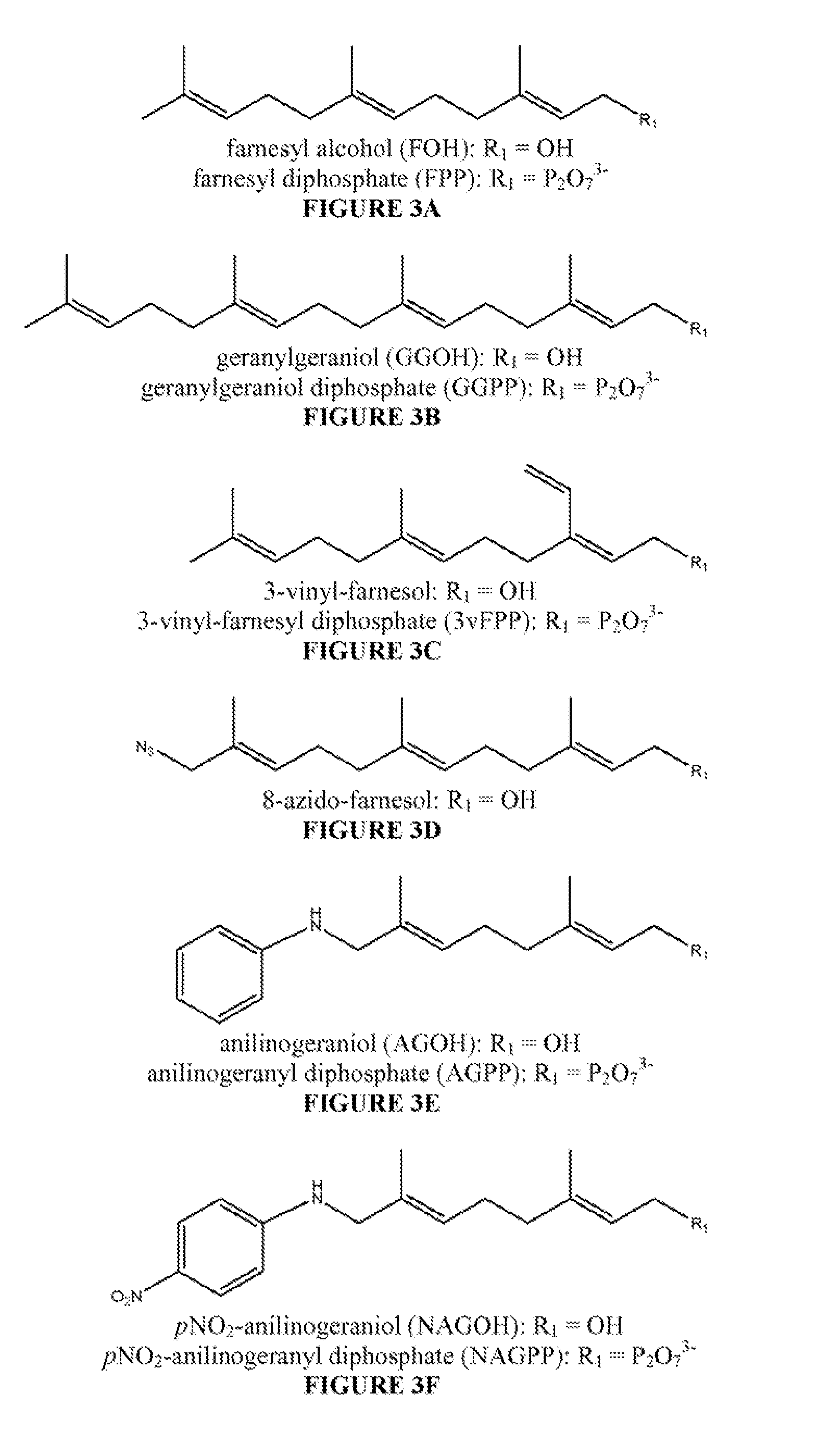 Antibodies and unnatural substrates of prenylation enzymes for use in detecting and isolating prenylated proteins