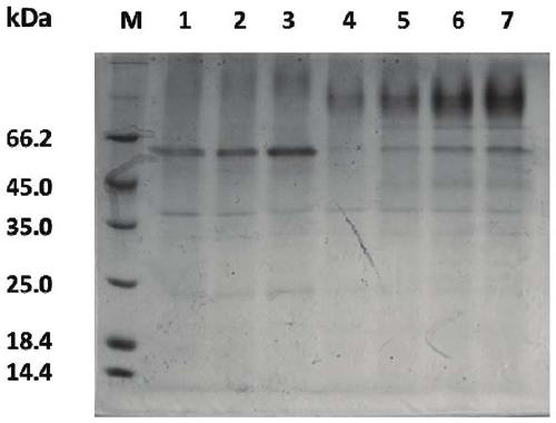 Heat-resistant alpha-amylase from bacillus geobacillus stearothermophilus and application thereof