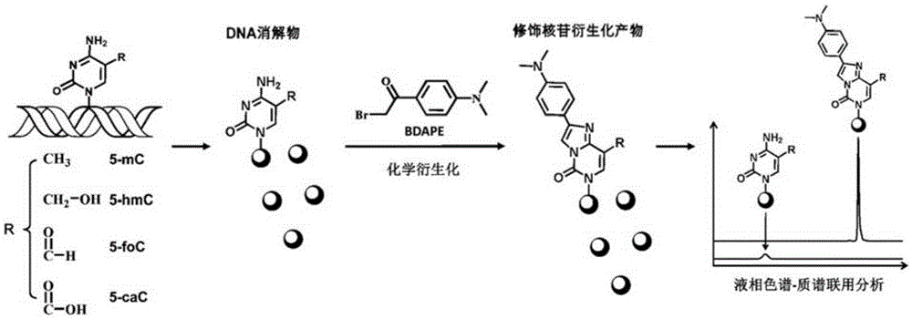 A chemical derivatization method and its application in detection of nucleic acid modification by lc-ms method