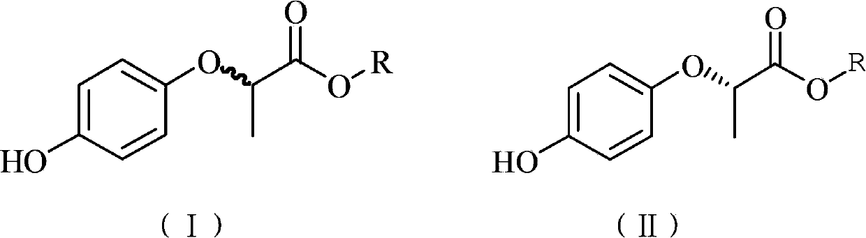 Preparation method for R-2-(4- hydroxyphenoxy) propionate