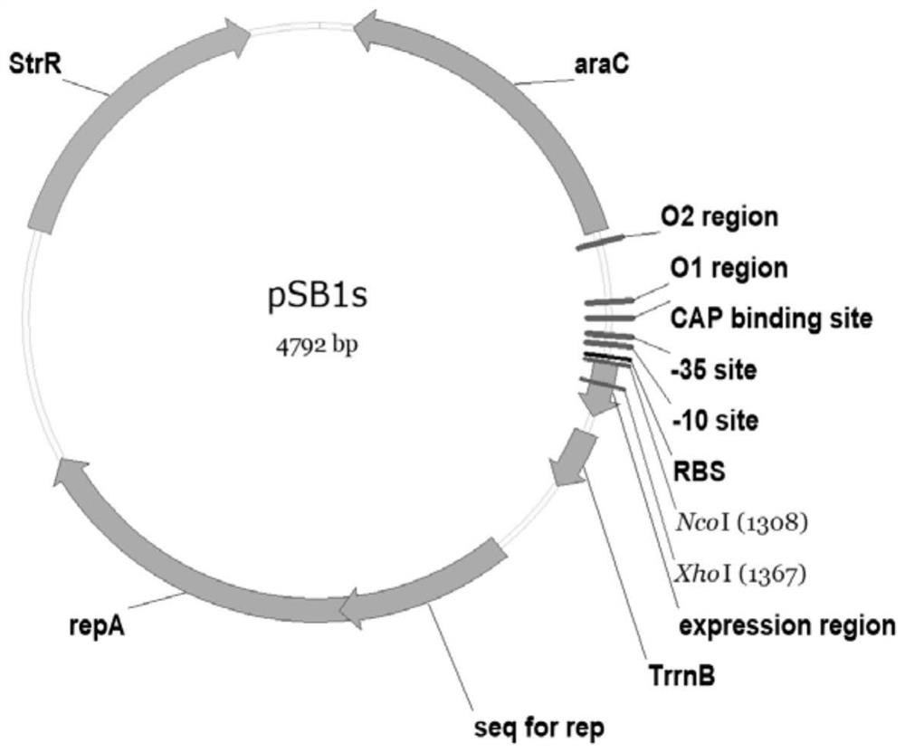 Engineering bacteria producing guanidinoacetic acid and its construction method and application