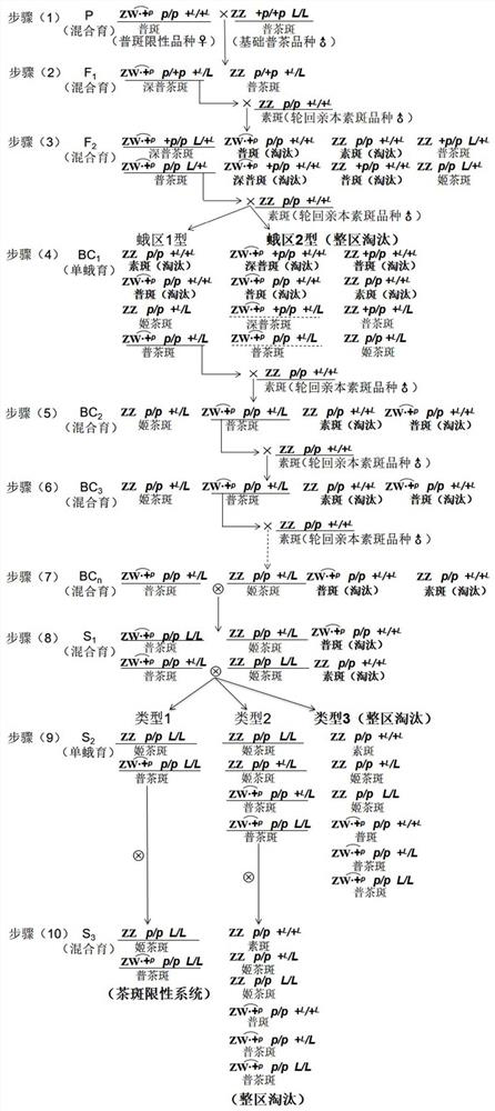 Female backcross method for directionally transferring silkworm plain markings variety into multilunar sex-limiting system