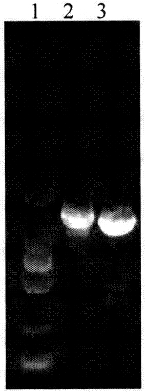 Pseudorabies virus JS-2012 infectious clone plasmid and construction method and application