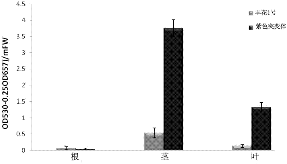 Peanut SPL (squamosa promoter-binding protein-like) transcription factor gene, as well as encoded protein and application thereof