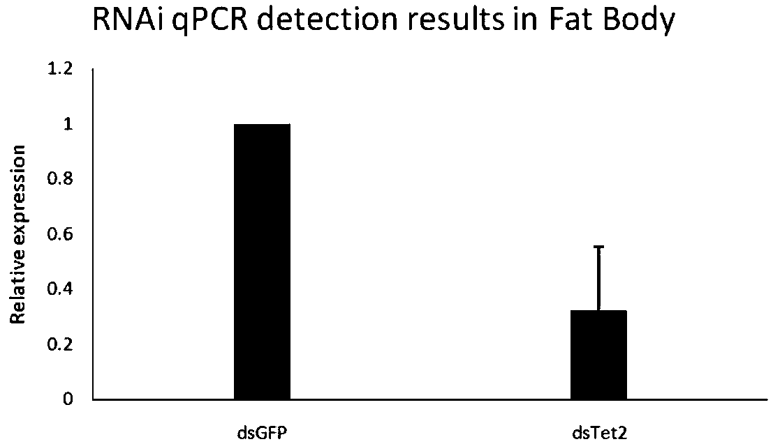 DsRNA and application thereof to German cockroach