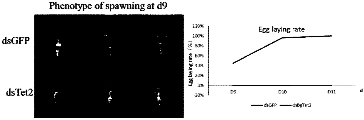 DsRNA and application thereof to German cockroach