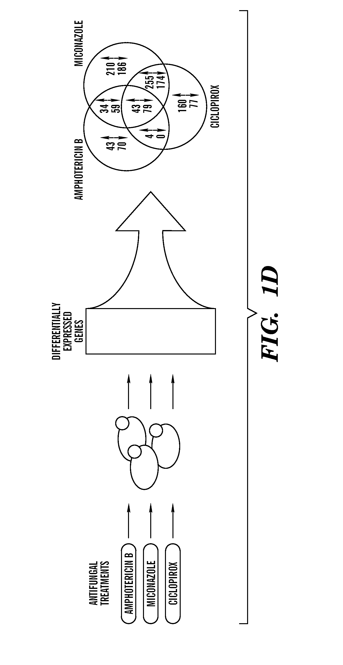 Compositions and methods for treating fungal infections