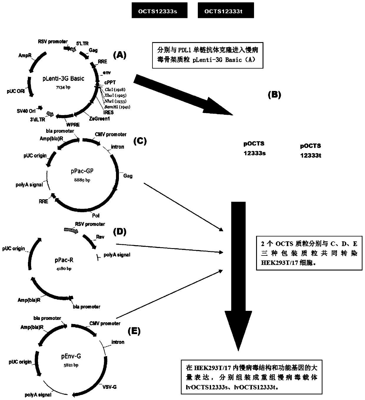 A myeloid leukemia car-t therapeutic vector based on octs technology and its construction method and application