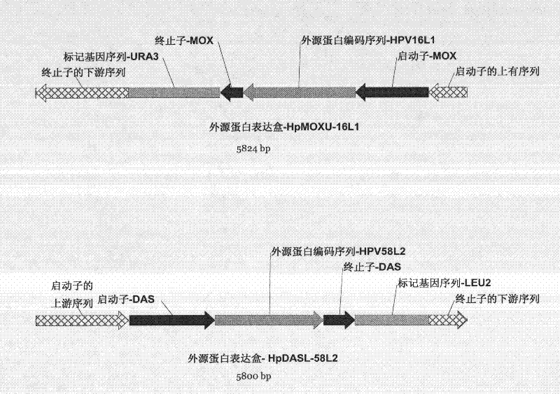 Preparation method of human papilloma virus virions, exogenous protein expression cassette and expression system