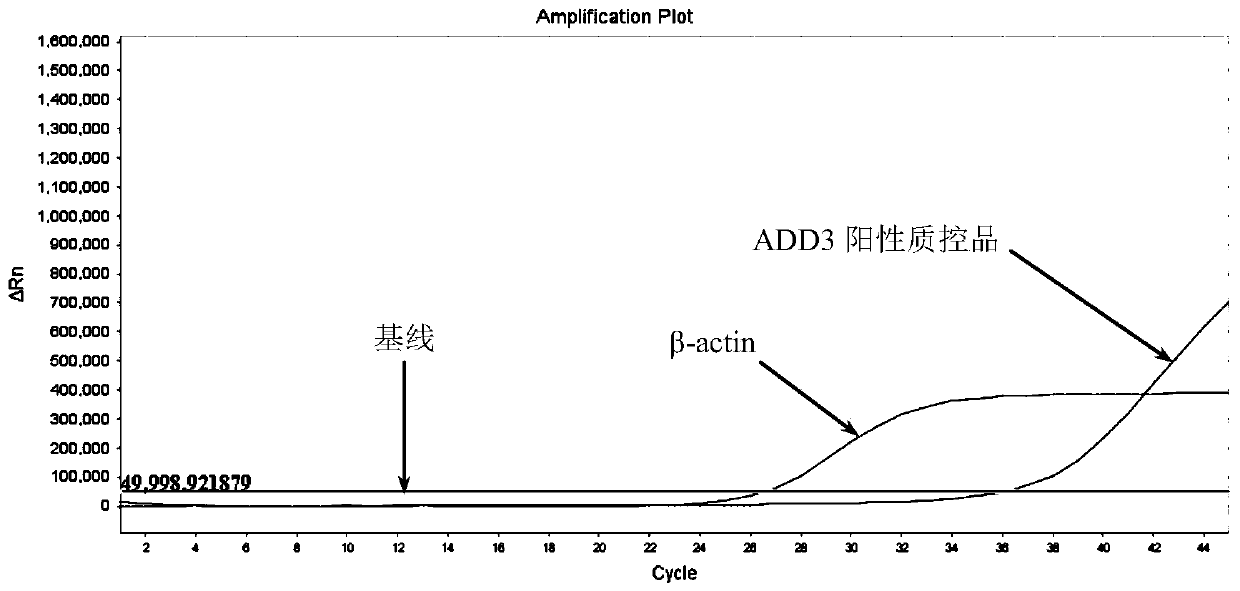 Primer probe composition, kit and detection method for detecting methylation of human ADD3 and CDH23 genes