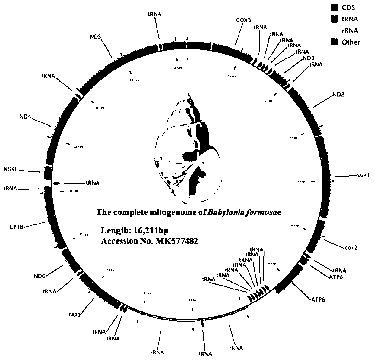 Method for analyzing phylogenetic development of babylonia formosae based on complete mitochondrial genomes