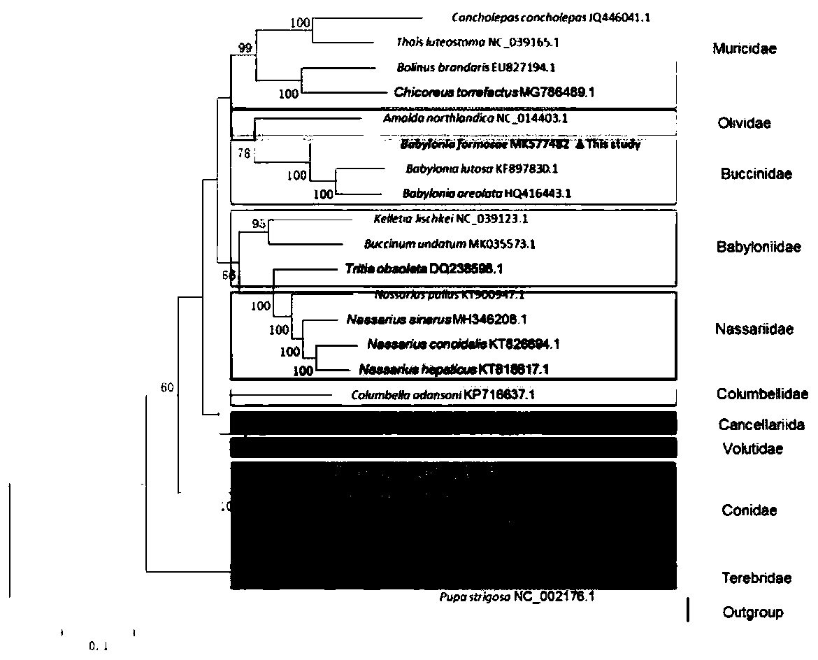 Method for analyzing phylogenetic development of babylonia formosae based on complete mitochondrial genomes