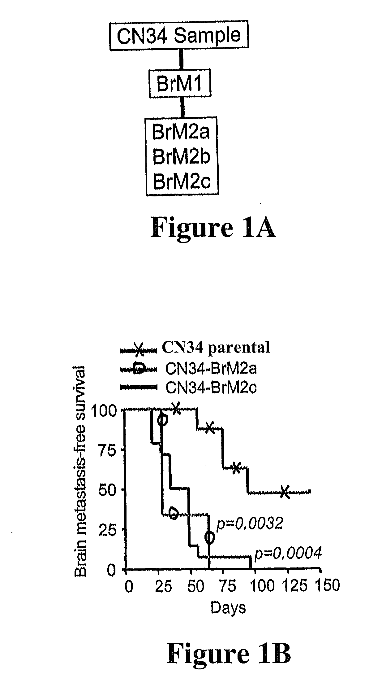 Metastasis Promoting Genes and Proteins