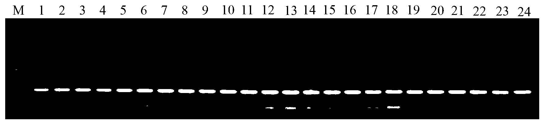 Standard molecule for specifically detecting transgenic rice strain Kefeng No.6 and application thereof