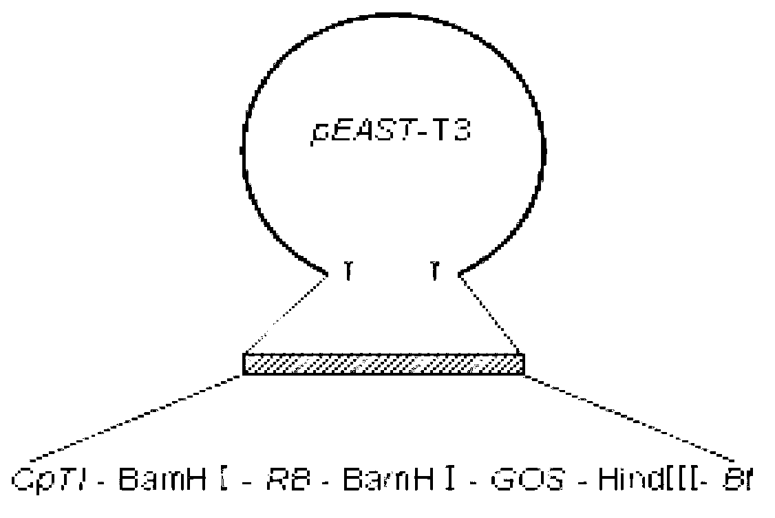 Standard molecule for specifically detecting transgenic rice strain Kefeng No.6 and application thereof