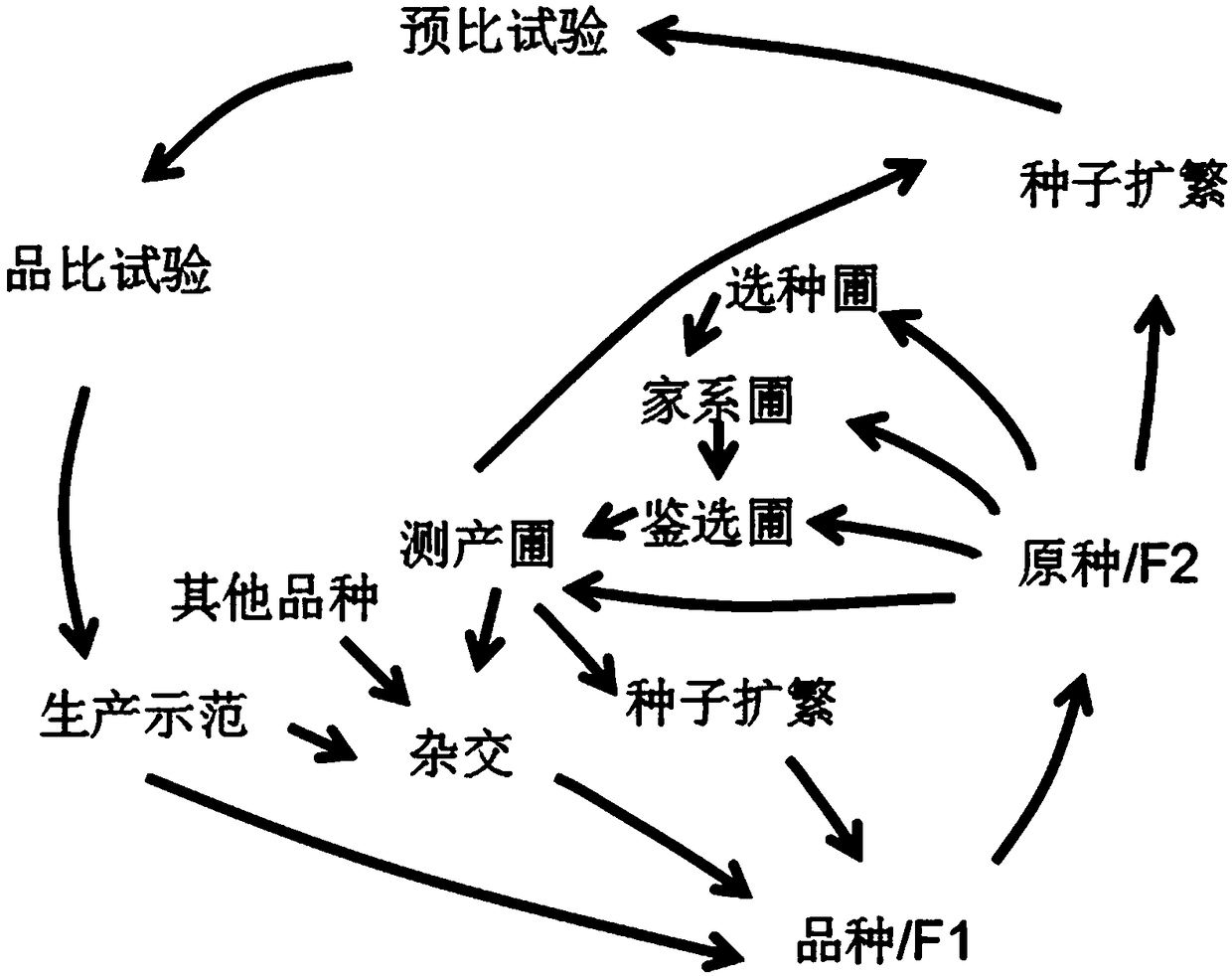 Method for purification, rejuvenation and new variety breeding of local variety of coix lacryma