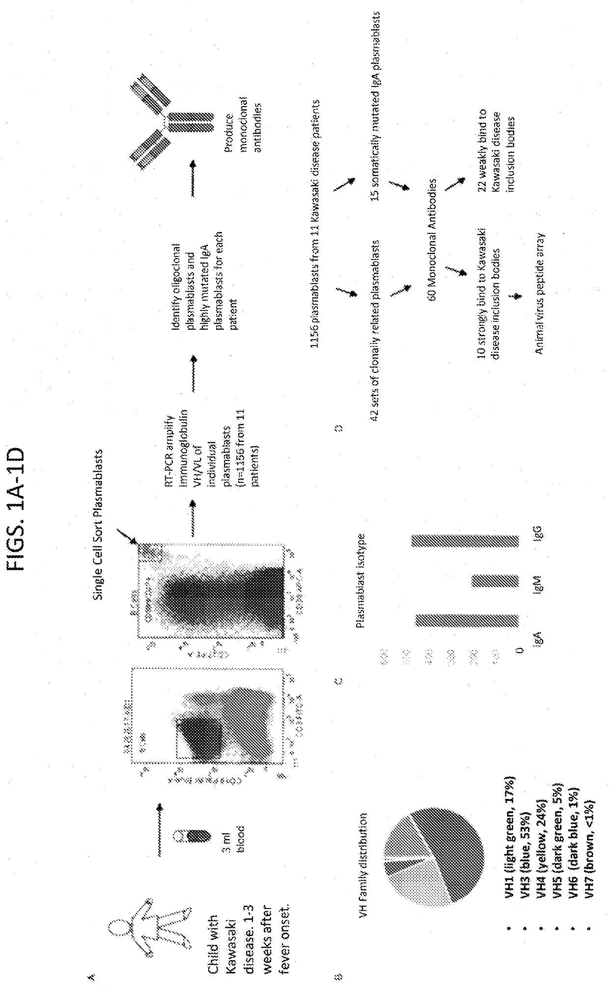 Kawasaki disease antibodies identify hepacivirus peptides