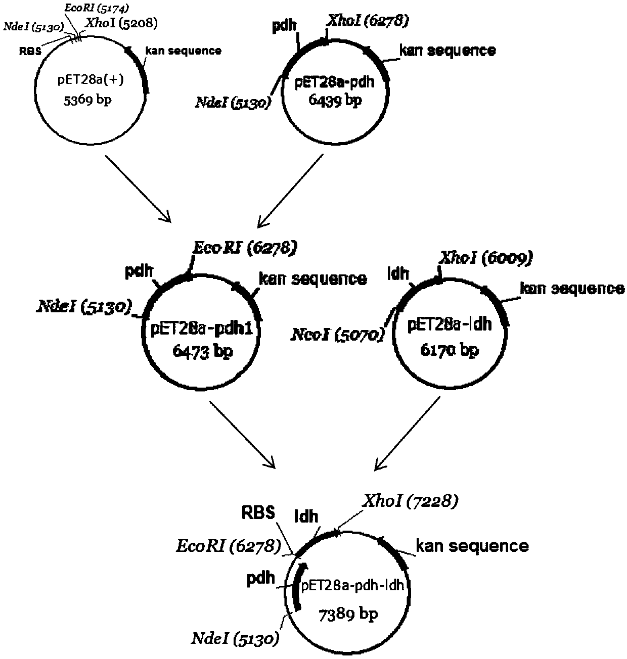 Method for realizing whole cell transformation to synthesize L-phenyllactic acid by genetic engineering strain